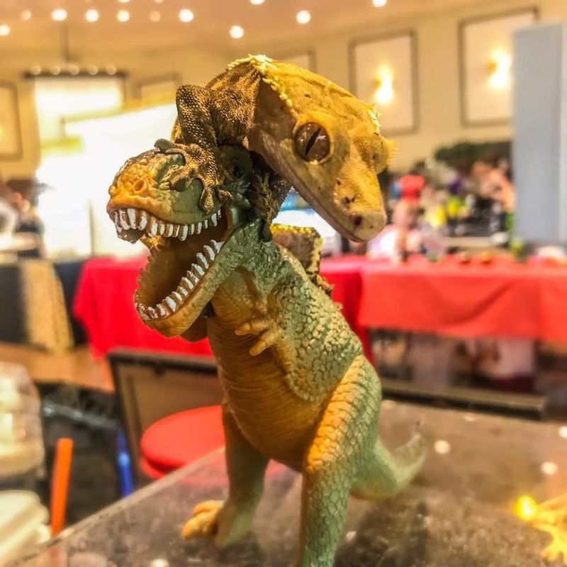 Show Me Reptile & Exotics Show | TravelOK.com - Oklahoma's Official